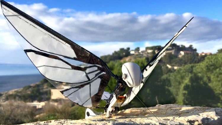 بالفيديو: روبوت "MetaFly" الشبيه بالحشرات الحقيقية