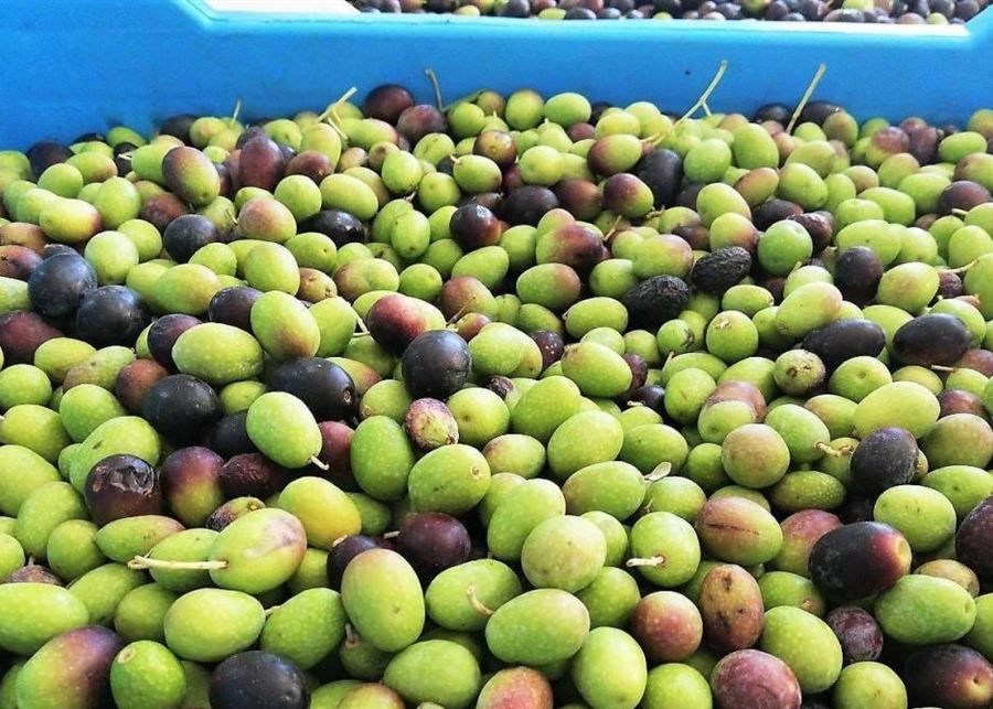 التنكة إلى حدود 100 دولار .. يا زيت الزيتون... مين يشتريك؟