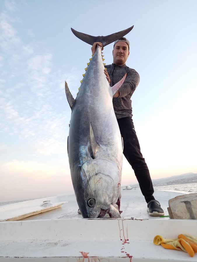 بالصورة والفيديو..سمكة عملاقة تظهر مقابل شاطئ الرميلة!