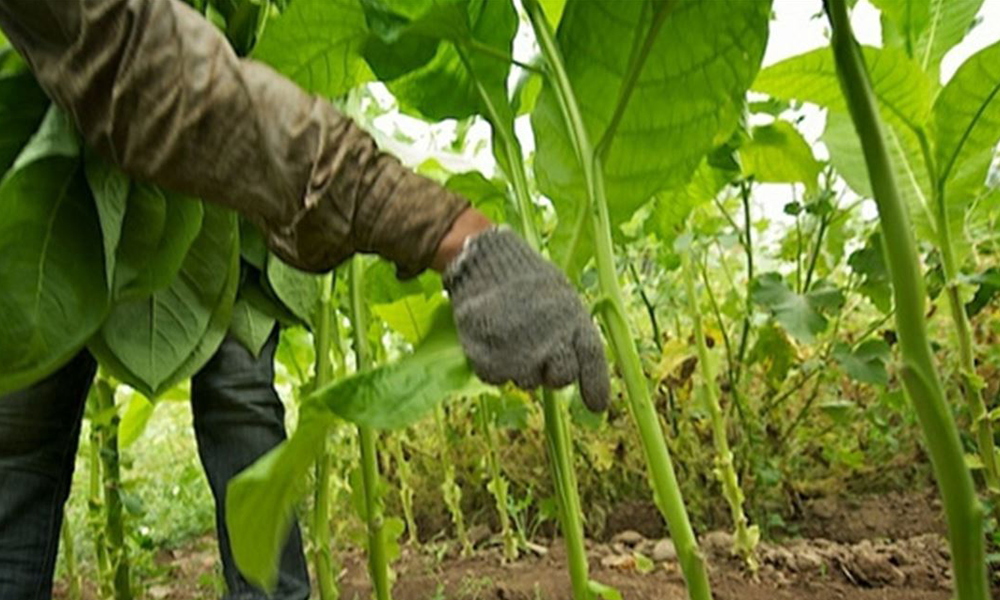 كلمة سرّ للمزارعين في مواجهة أي حرب محتملة