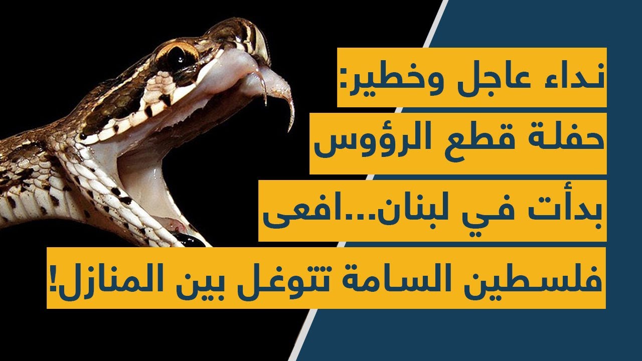 نداء عاجل وخطير: حفلة قطع الرؤوس بدأت في لبنان... افعى فلسطين السامة تتوغل بين المنازل!
