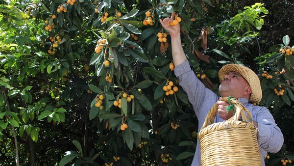 مرشح "مخترة" حيّ مكسر العبد- صيدا مصطفى حبلي اختار زهر بساتينها شعاراً لـ"قطاف ثمار محبتهم وثقتهم"!