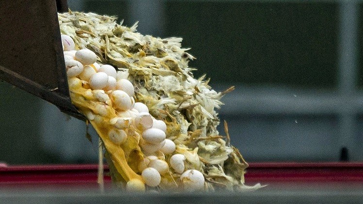 روسيا تحظر عبور الدواجن الأمريكية ومنتجاتها عبر الأراضي الروسية