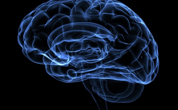 حجم الدماغ يزداد صباحاً