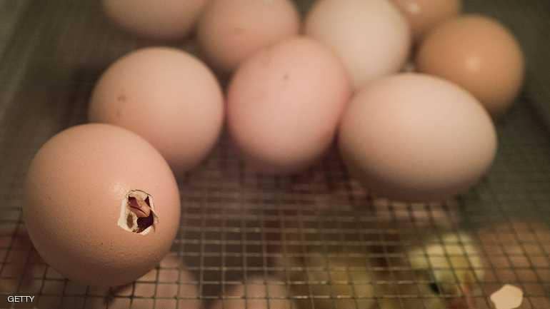 علماء يحلون اللغز: كيف تكسر الصيصان قشرة البيض؟