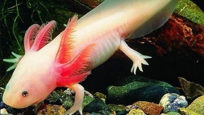 السلمندر علاج الشلل!