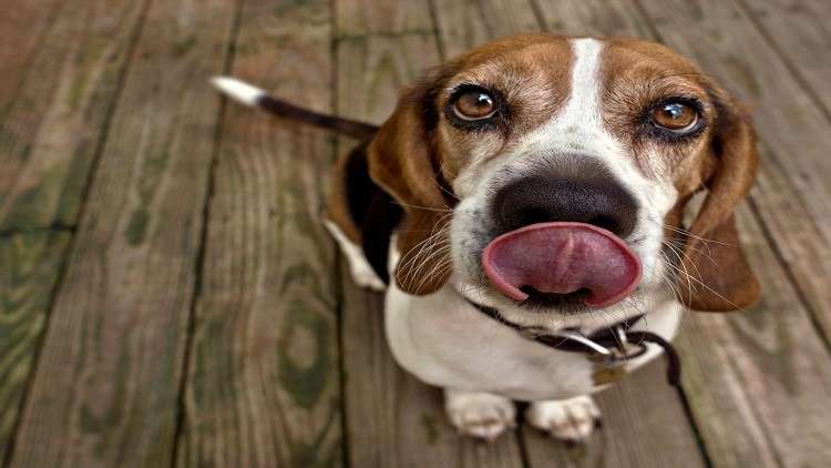 "لعقة" كلب قد تنقذ مرضى السكري من خطر الموت!