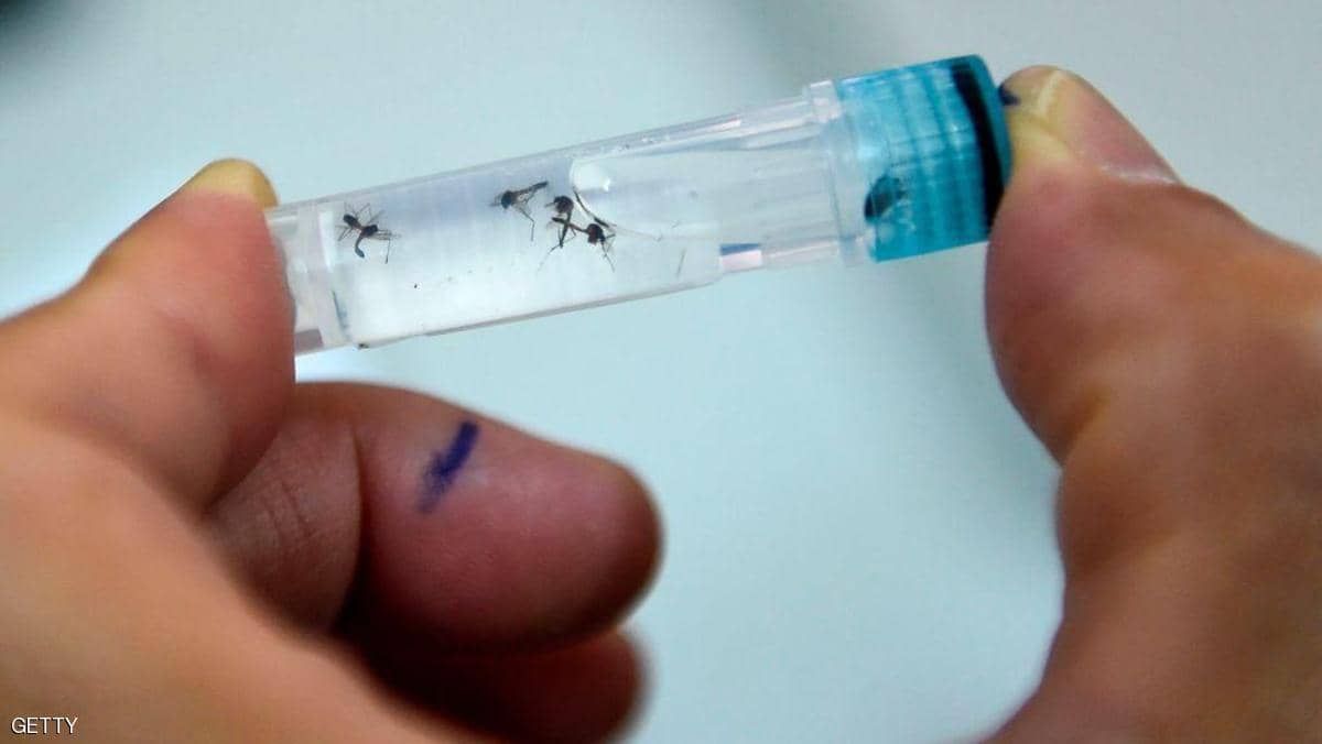 الصحة العالمية تدرس "تعقيم البعوض" لمنع انتشار الأمراض