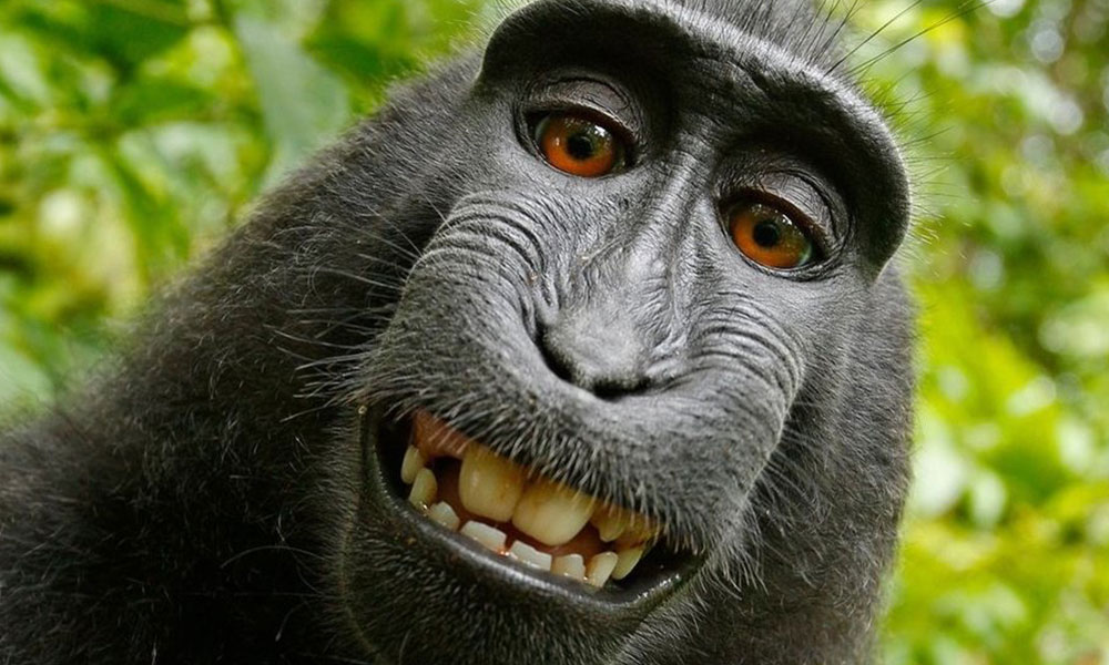 أول إصابة بفيروس مصدره القرود