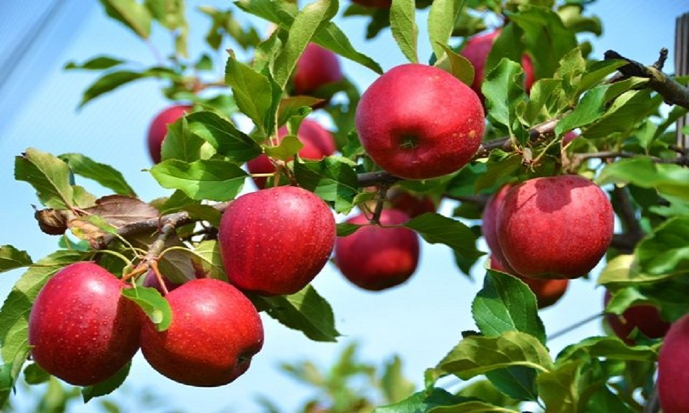 موسم التفاح يعود وسط أزمات متعددة