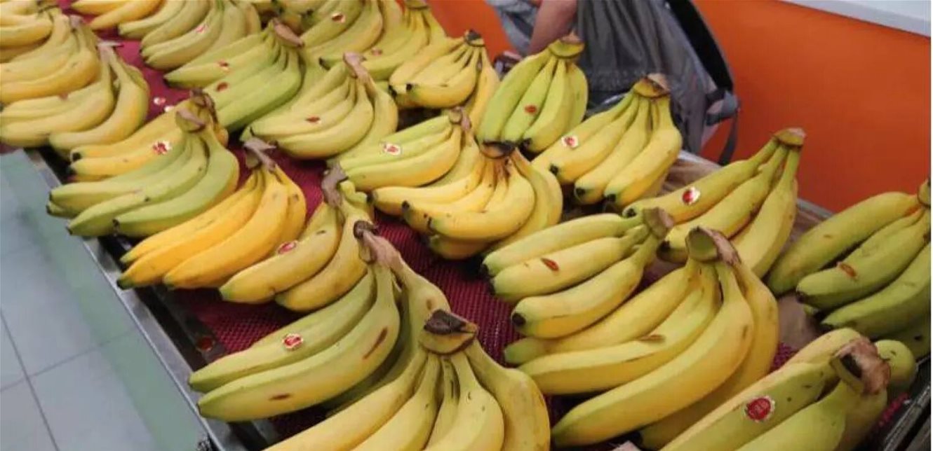 الموز.. فاكهة مليئة بالفوائد الصحية